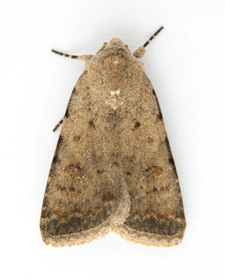 2389 Pale Mottled Willow