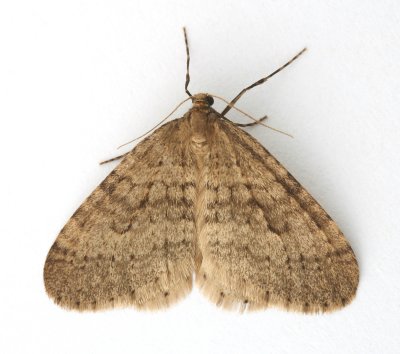 1799 Winter Moth