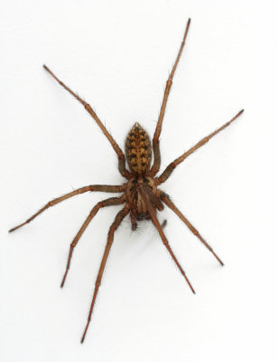 House Spider