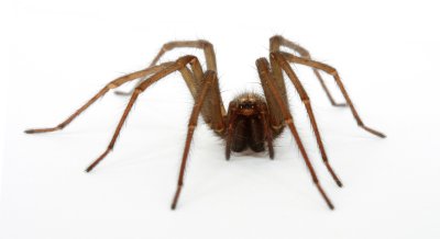 House Spider
