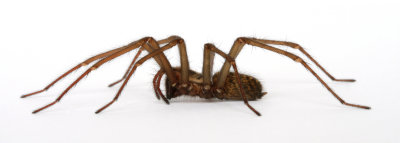 House Spider