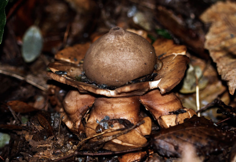 Gekraagde aardster - Geastrum triplex