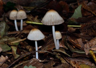 Kastanjeinktzwam - Coprinus auricomus