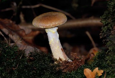 Armillaria ostoyae - Sombere honingzwam