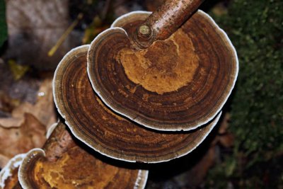 Daedaleopsis confragosa - Roodporiehoutzwam