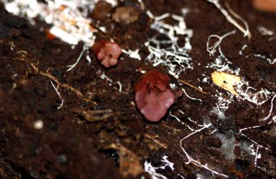 Paarse knoopzwam - Ascocoryne sarcoides