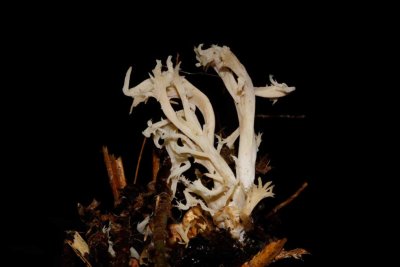 Clavulina coralloides - Witte koraalzwam