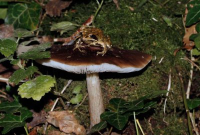 Pluteus cervinus - Gewone hertenzwam