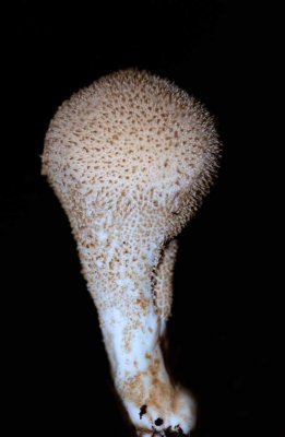 Lycoperdon molle - Zachtstekelige stuifzwam