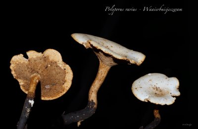 Polyporus varius - Waaierbuisjeszwam