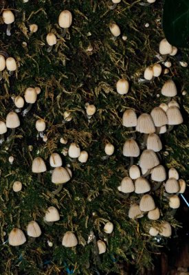 Zwerminktzwam - Coprinus disseminatus
