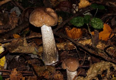 Leccinum scabrum - Gewone berkenboleet