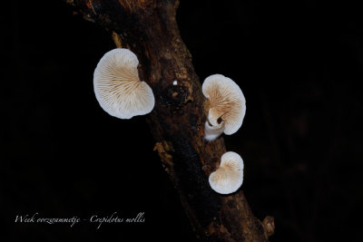 Crepidotus-mollis - Week oorzwammetje