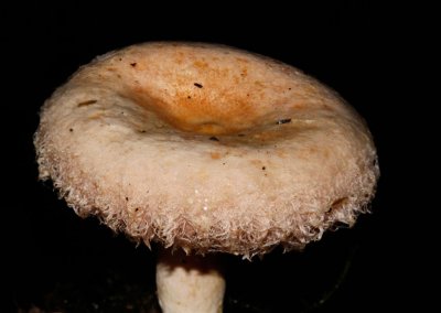 Lactarius torminosus - Baardige melkzwam