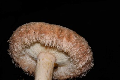 Lactarius torminosus - Baardige melkzwam