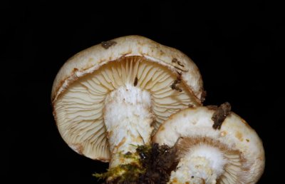 Pholiota gummosa - Bleekgele bundelzwam