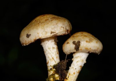 Pholiota gummosa - Bleekgele bundelzwam