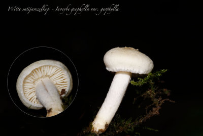 Inocybe geophylla var. geophylla - Witte satijnvezelkop