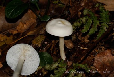 Tricholoma album - Witte ridderzwam