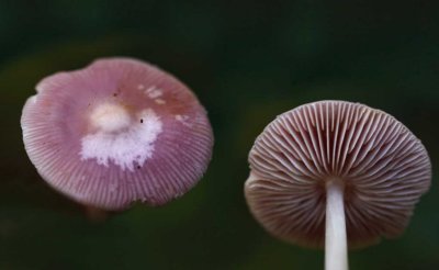 Heksenschermpje - Mycena rosea