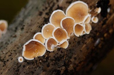 Vals judasoor - Auriculariopsis ampla