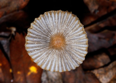 Plooirokje - Coprinus plicatilis
