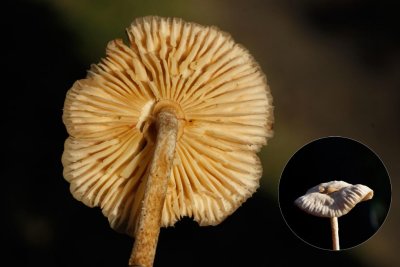 Spaanderfranjehoed - Psathyrella marcescibilis