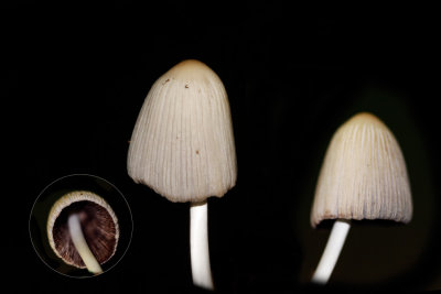 Spitscellige donsinktzwam - Coprinus impatiens