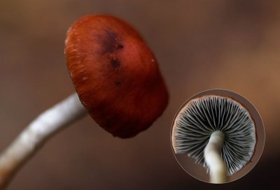 Oranjerode stropharia - Psilocybe aurantiaca