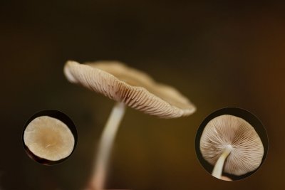 Vroege franjehoed - Psathyrella spadiceogrisea