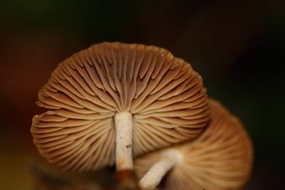 Scherpe Collybia - Collybia peronata