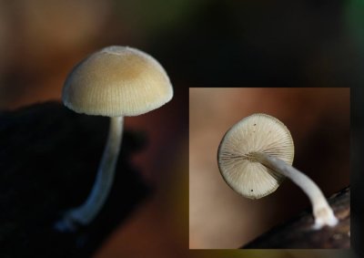 Olijfkleurig matkopje - Simocybe centunculus