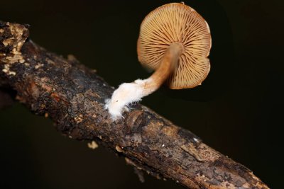 Gewoon donsvoetje - Tubaria furfuracea