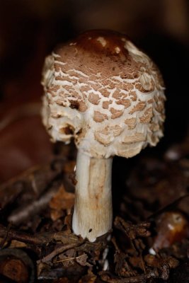 Knolparasol zwam - Macrolepiota rhacodes