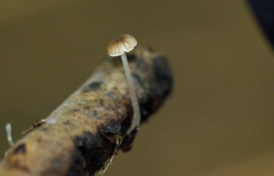 Kleine breedplaatmycena - Mycena speirea