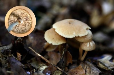 Bundelcollybia - Collybia confluens