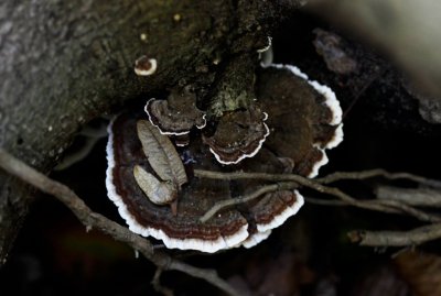 Gewoon elfenbankje - Trametes versicolor