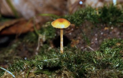 Honinggeel mosklokje - Galerina pumila