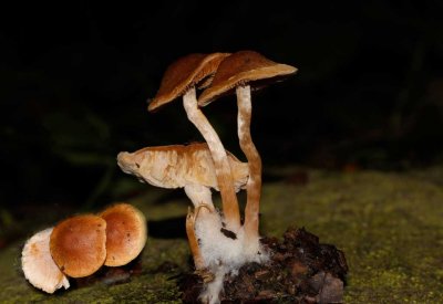 Gewoon donsvoetje - Tubaria furfuracea