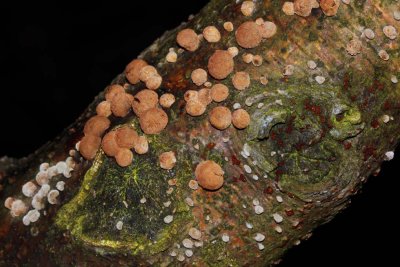 Gewone boomwrat - Lycogala epidendron