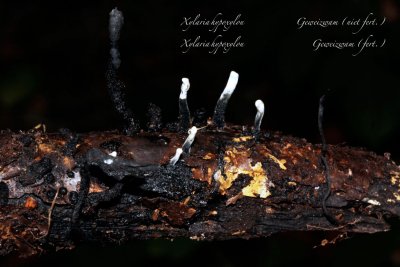 Geweizwam - Xylaria hypoxylon