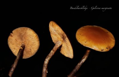 Bundelmosklokje - Galerina marginata