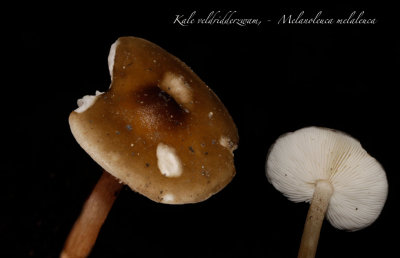 Kale veldridderzwam - Melanoleuca melaleuca