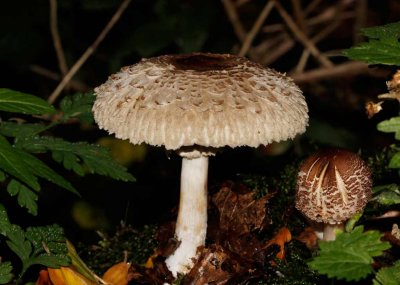 Knolparasolzwam - Macrolepiota rhacodes