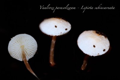 Vaalroze parasolzwam - Lepiota subincarnata