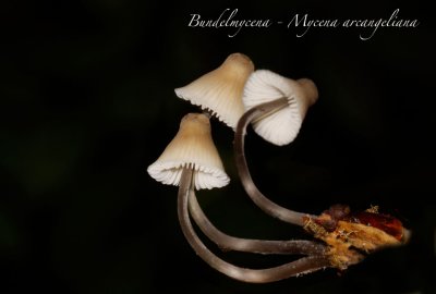 Bundelmycena - Mycena arcangeliana