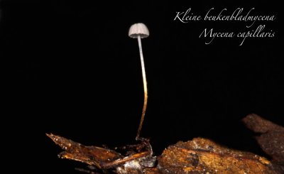 Kleine beukenbladmycena - Mycena capillaris