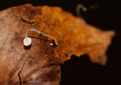 Tengere beukentaailing - Marasmius setosus