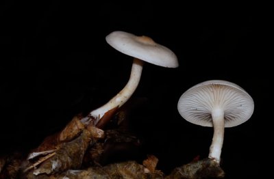 Kleine Bostrechterzwam - Clitocybe candicans