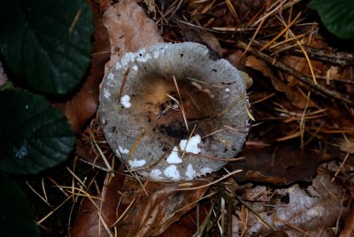 Berijpte russula - Russula parazurea
